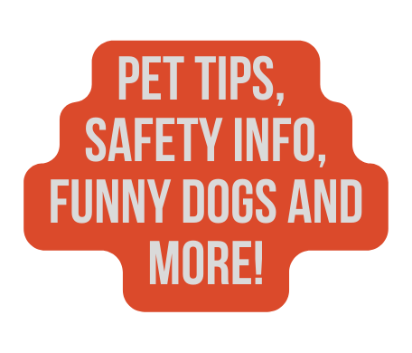 pet tips safety info funny dogs and more